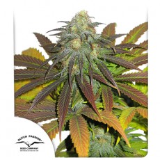 Californian Orange fem