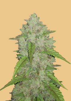 Original Auto Big Bud autofem