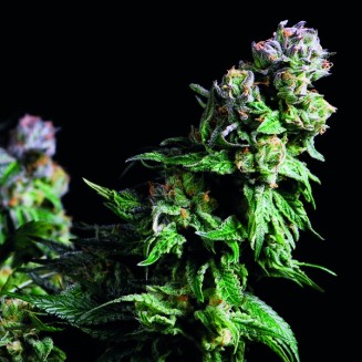 Purple Urkle fem