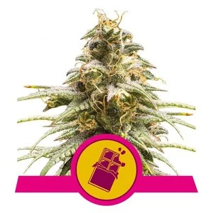 Chocolate Haze fem