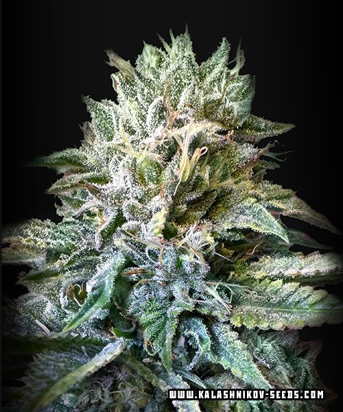 Zkittlez Kalashnikov Autofem