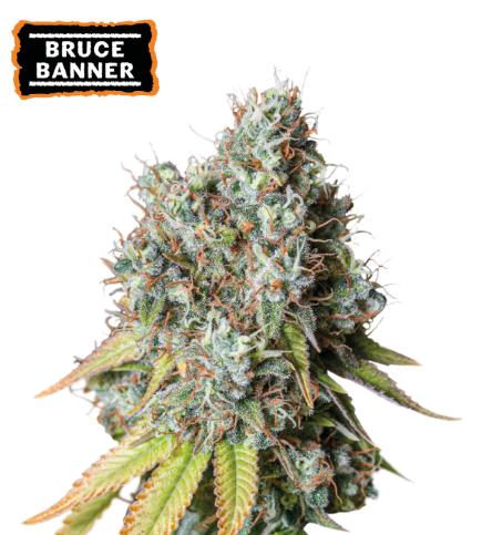 Bruce Banner  Auto autofem