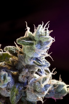 Great White Russian fem
