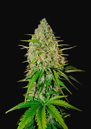 Grapefruit autofem