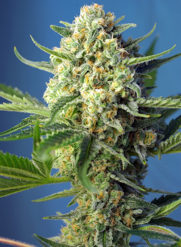 S.A.D. Sweet Afgani Delicious Auto autofem