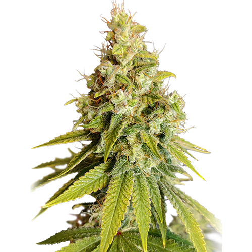 Lemon O.G. fem