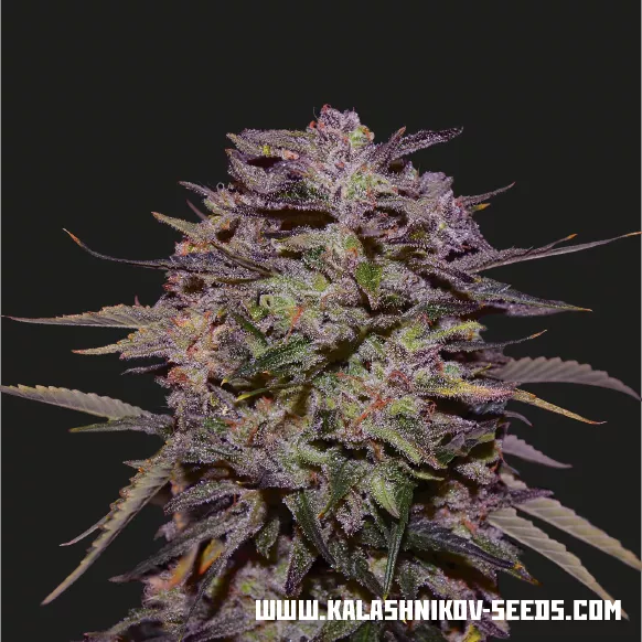 Purple Russian Express fem
