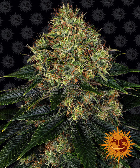 Skywalker OG Auto autofem