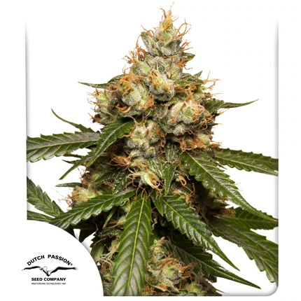 Auto THC-Victory autofem