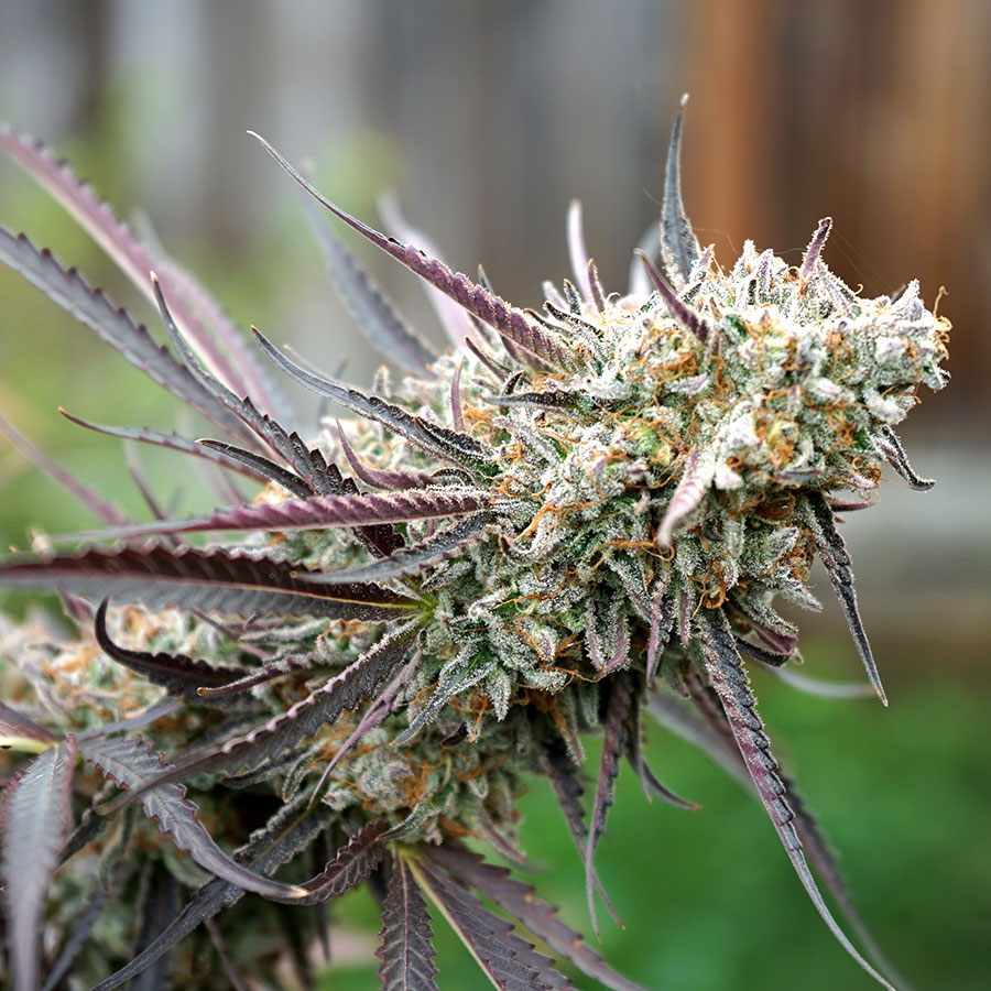 Ice Cream Cake Fast Flowering (Feminised) Fast Fem