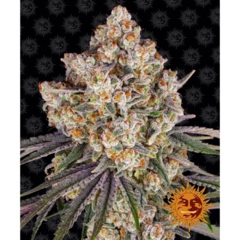Ice Cream Cake fem