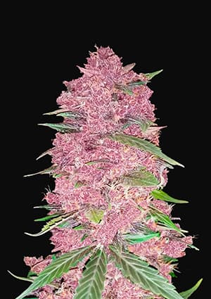Purple Lemonade autofem