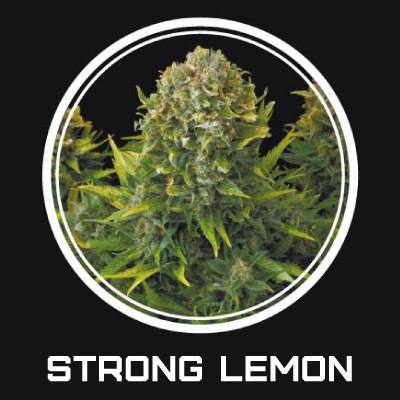 Strong Lemon fem