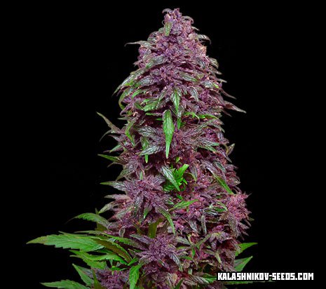 Purple Mazar autofem