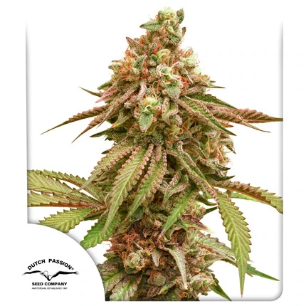 Tropical Tangie fem
