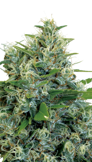 Kali Bubba reg