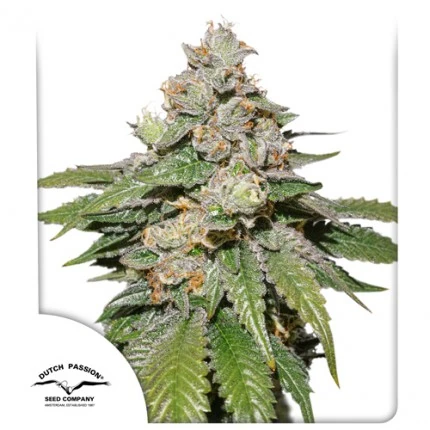 Auto Mokum’s Tulip autofem