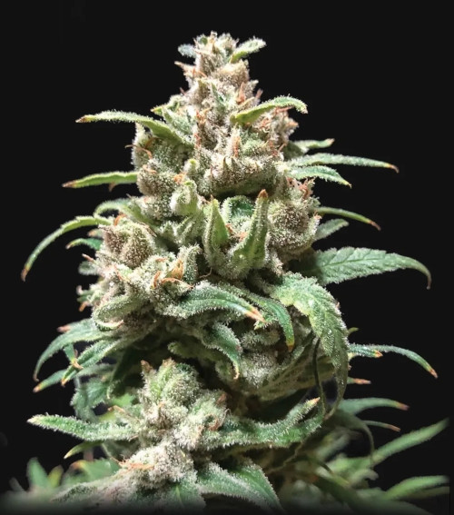 Zkittlez autofem