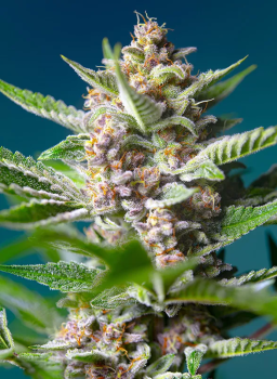 Purple Punch OG fem