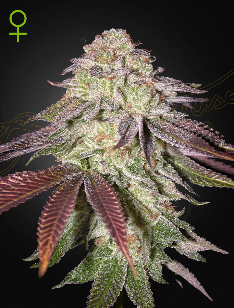 Sugarlato Auto (Feminised) autofem