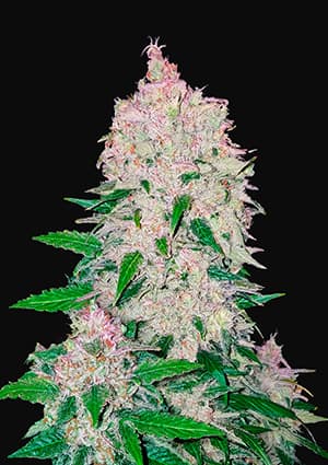 Stardawg autofem