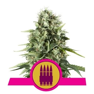 Royal AK fem