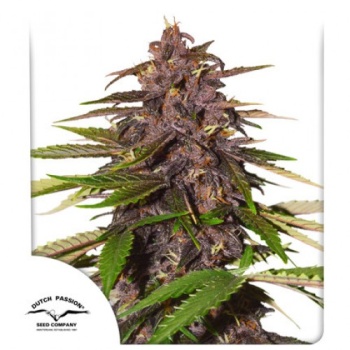 Auto Forbidden Cherry autofem
