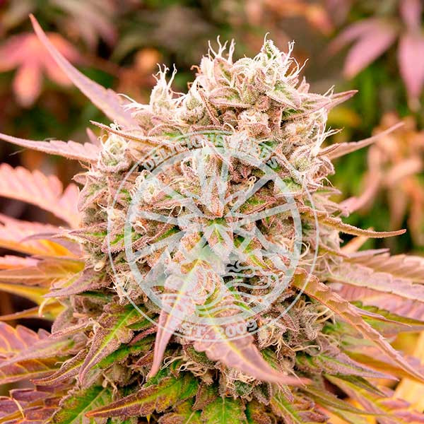 Auto Dark Lemonade