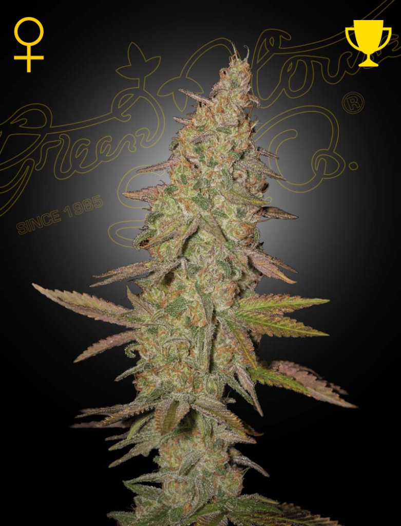 Arjan's Ultra Haze 1 (Feminised) fem