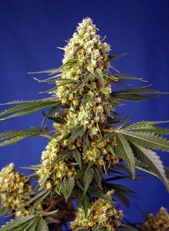Strawberry Banana Gelato XL Auto autofem