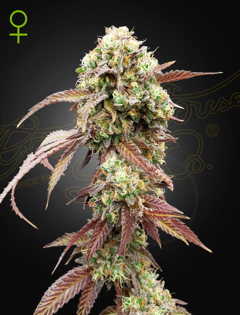 West Coast OG x Gelato Auto 41 (Feminised) autofem