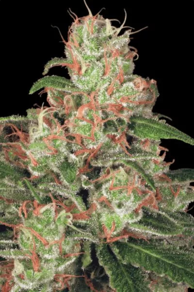 Auto Acid autofem