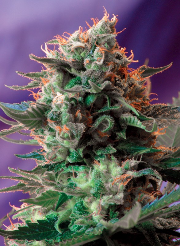 Jack 47 F1 Fast Version fem