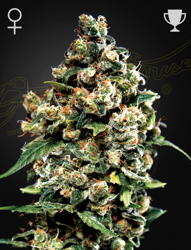 Jack Herer (Feminised) fem