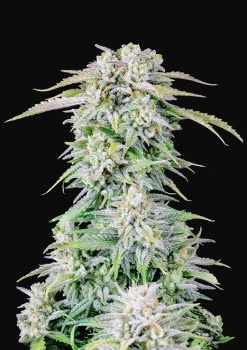 Original Auto Afghan Kush autofem