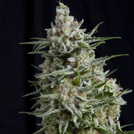 Anesthesia CBD fem