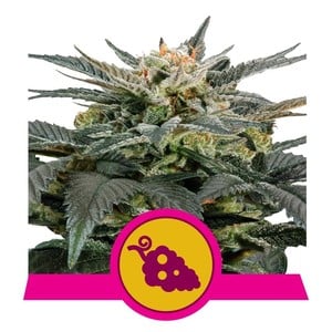 Fruit Spirit fem