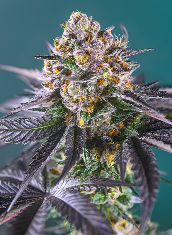 Red Strawberry Banana Auto autofem