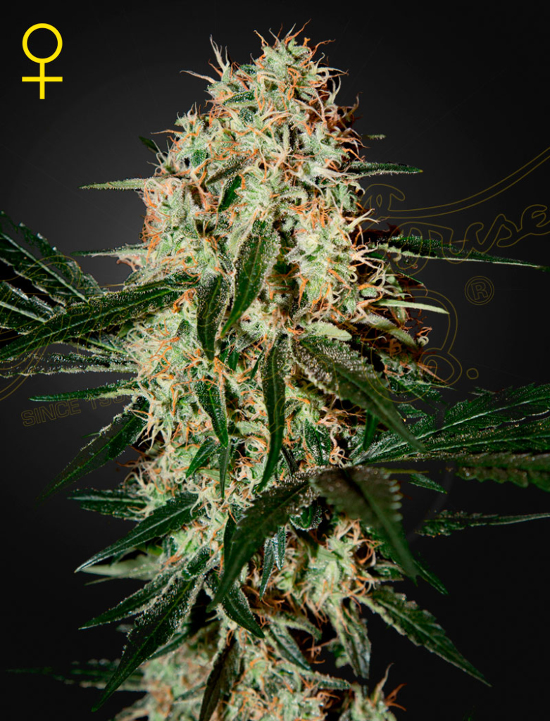 Arjan's Haze 3 (Feminised) fem