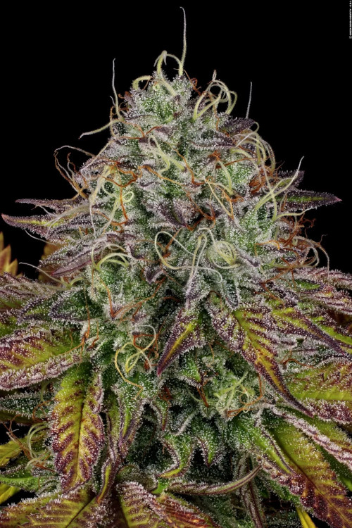 Apricot Candy fem