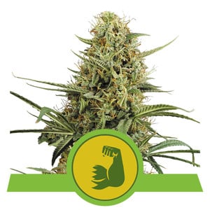 Hulkberry Auto autofem