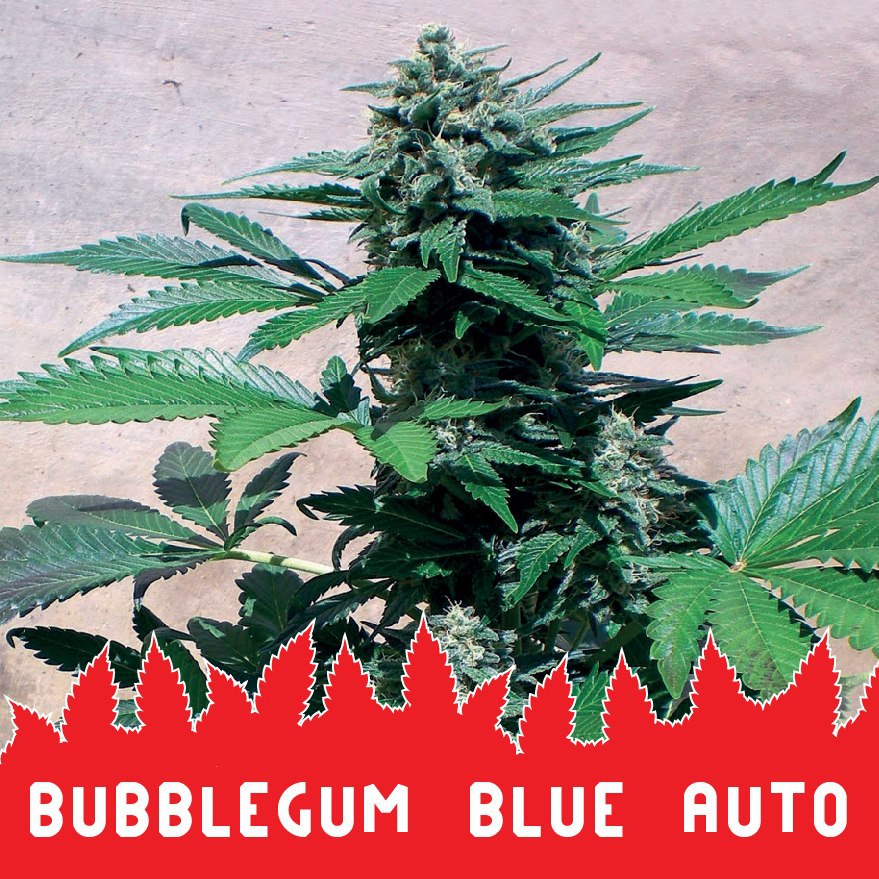 Bubblegum Blue auto
