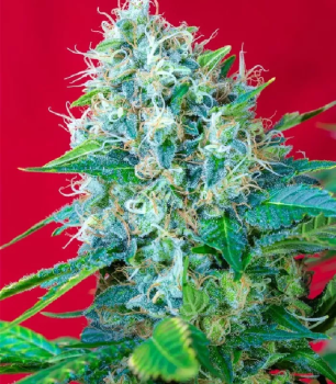 Green Poison fem