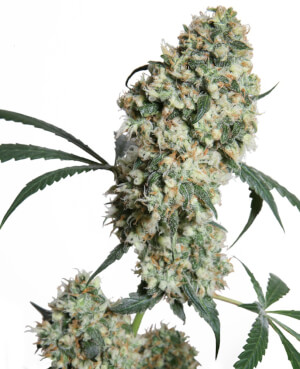 Triton Biscotto Lime Auto autofem