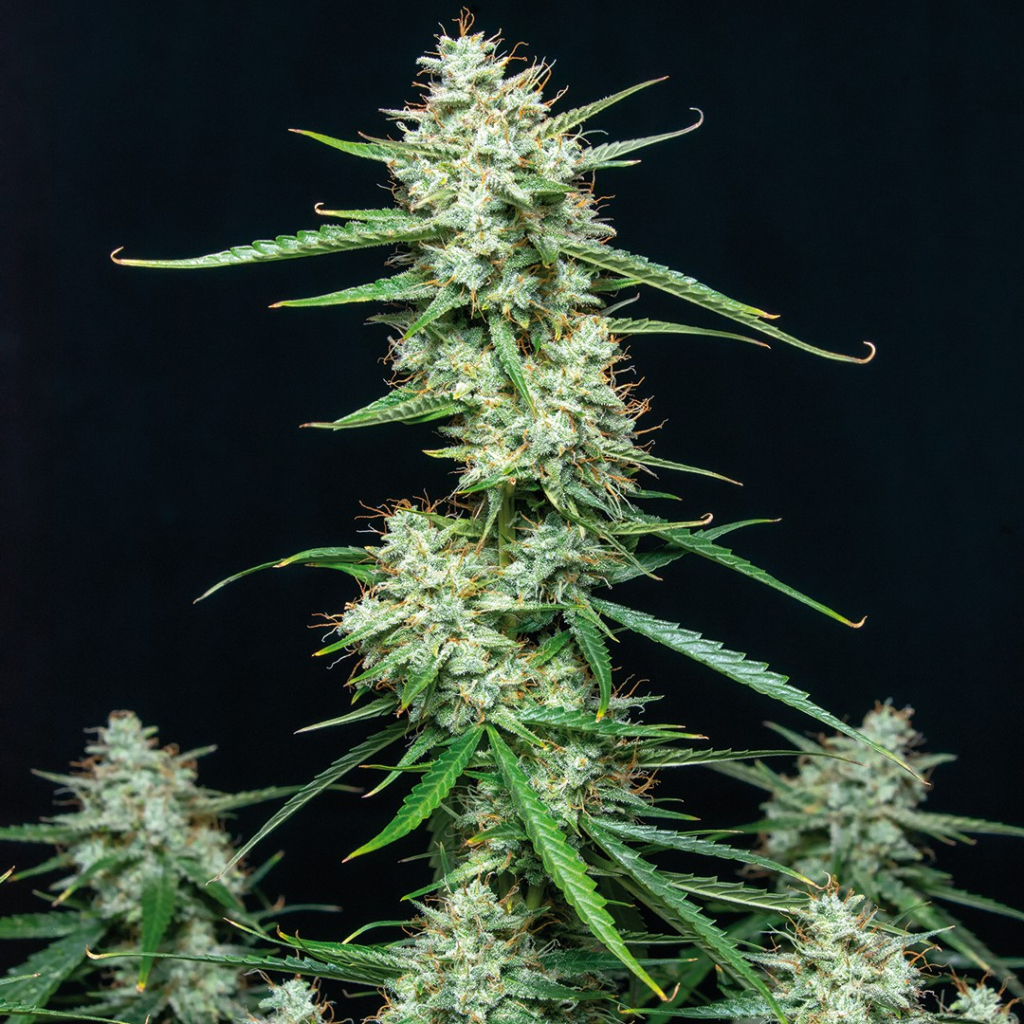 Syrup Auto autofem