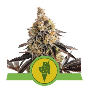 Cookies Gelato  Automatic autofem