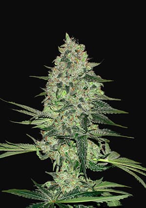 Rhino Ryder autofem