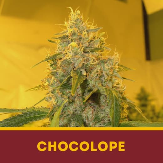 Chocolope fem