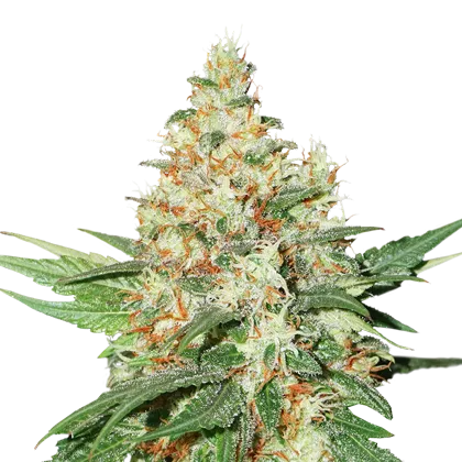 O.G  Kush Auto autofem