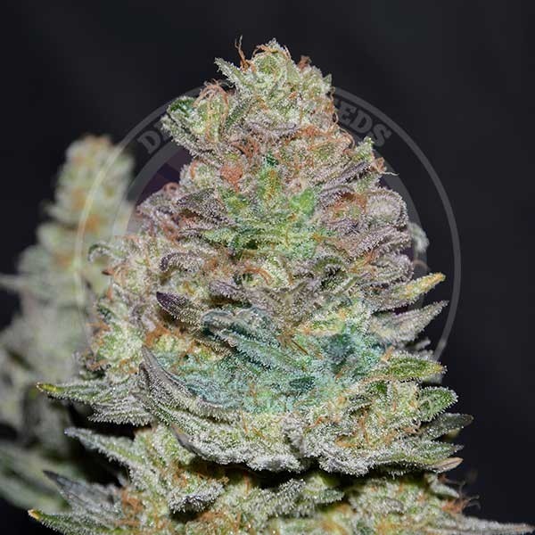 Auto Delicious Cookies